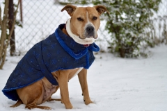 Quilted Winter Dog Coat